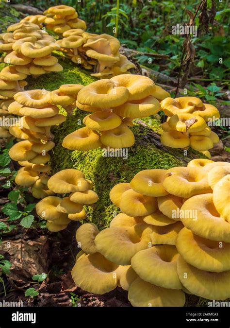 Yellow Mushrooms Whitewater State Park Altura Minnesota Stock Photo