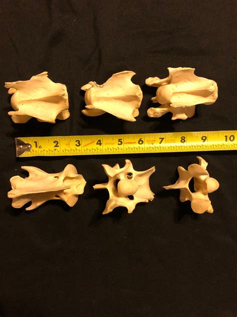 Whitetail Deer Neck Bones Vertebrae Spine Etsy