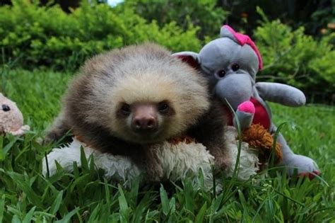 Baby Sloths Hugging Their Teddy Bears Are The Cutest Thing You Will See