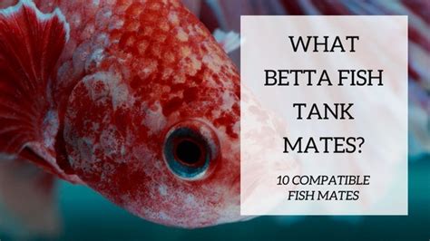 Male bettas are aggressive, but mostly with other male bettas which is why they should not be kept together in the same tank. 10 Amazing Betta Tank Mates | Fish Tank World