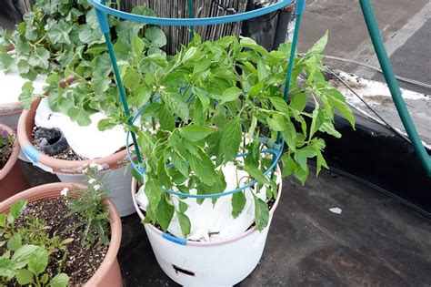 How big does a california wonder pepper plant get? Bucolic Bushwick: More Tomatoes and Some Peppers on the Way