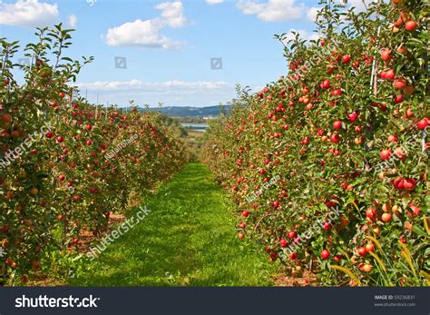 Apple Garden Full Of Riped Red Apples Stock Photo 59236831 : Shutterstock