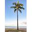 A Single Perfect Palm Tree On Tropical Island Hawaii  Etsy