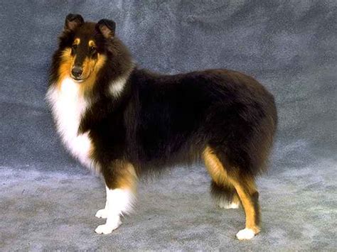 What Is A Collie Rough Mix