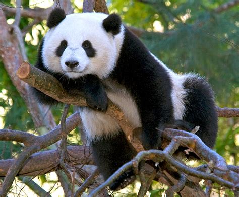 Giant Panda San Diego Zoo Kids