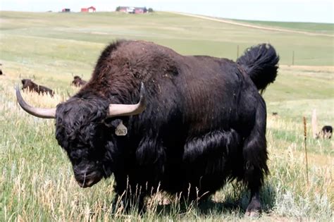Yak Animals | Interesting Facts & Latest Pictures | All Wildlife