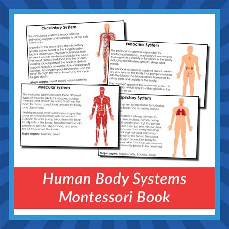 Human Body Systems Montessori Book T Of Curiosity