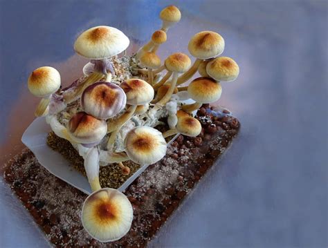 Denver First In Us To Decriminalize Psilocybin Mushrooms
