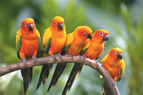 Tropical Birds In Color Help Change The World The Future Of The