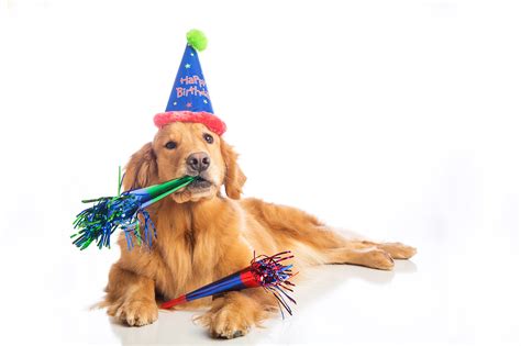 Birthday hat is the perfect look to celebrate your pal's special day. How to Throw a Dog Birthday Party Like a Rockstar | Estilo ...