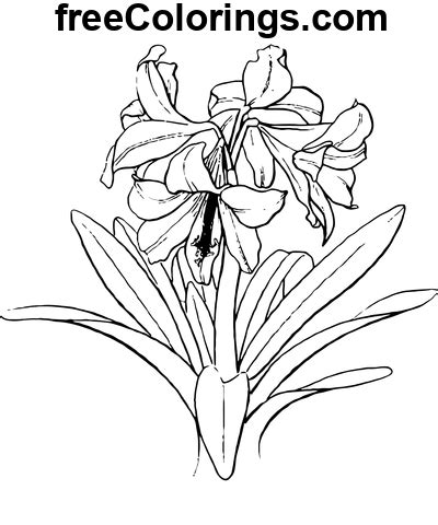 Dibujo De La Flor De Amaryllis Dibujos Para Colorear Imprimibles Gratis