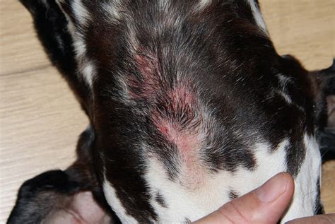 The 3 Most Common Causes For Ear Infections In Dogs