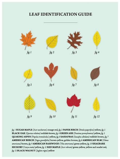 Leaf Identification Guide Online