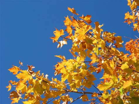 Autumn Leaves And Blue Sky 4 Free Stock Photos Rgbstock Free