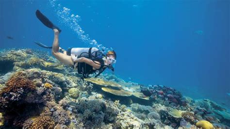 Sir David Attenborough Films Great Barrier Reef Documentary