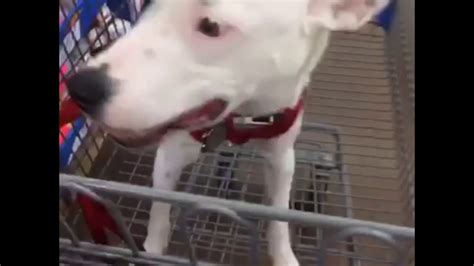 Took My Dog To Walmart Youtube