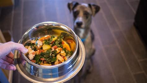 I Tried Cooking For My Dogs — Heres What I Learned Eater