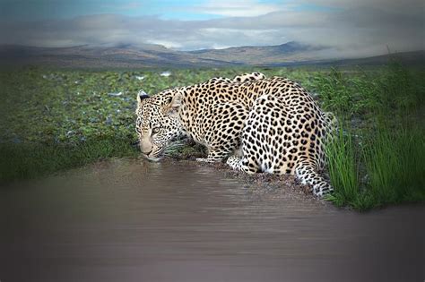 Leopard Animal Drink Water Watering Hole Water Hole Predator