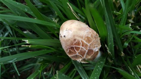 Growing On My Lawn Are They Edible Mushroom Hunting And