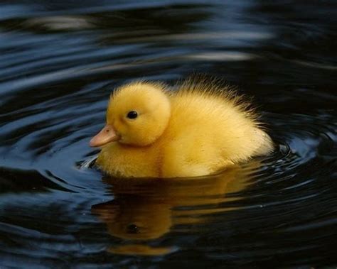 Reasons Why Ducklings Are Cutest Ever Animals Pinterest Babies