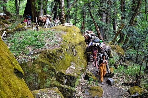 The Story Of The Van Gujjar Tribes Epic Journey Into The Himalayas