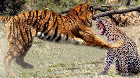 Tiger Vs Cheetah