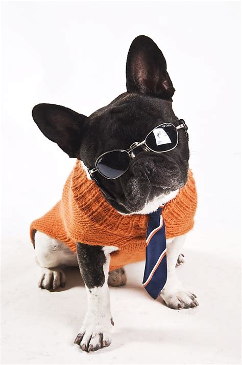 Double sided french bulldog puzzle. Haute dog fashion show