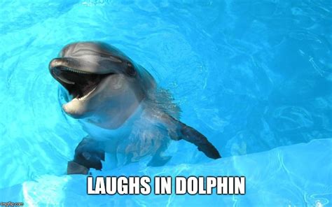 Laughing Dolphin Imgflip