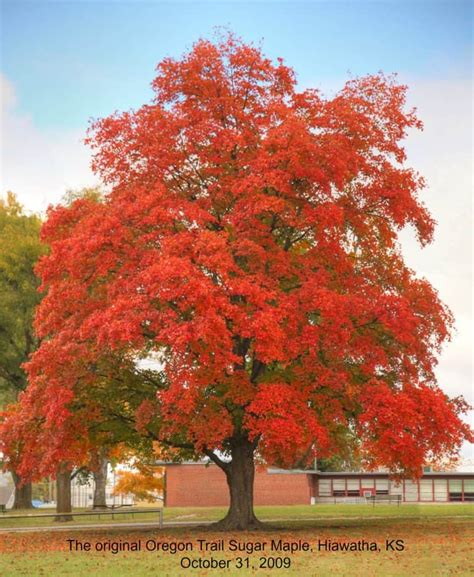 Plant Of The Week Oregon Trail Maple Grimms Gardens