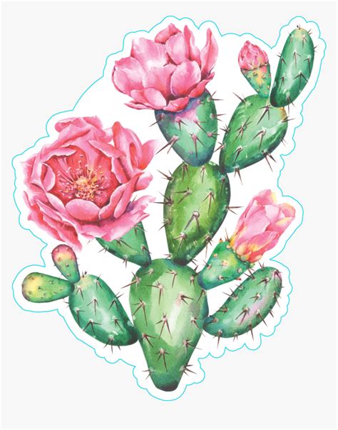 Cactus — vector by kvanta. Cactus Clipart Watercolor - Flowering Prickly Pear Cactus ...