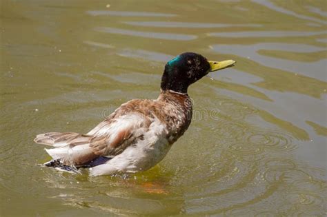 Pato Silvestre Masculino Duck Spreading Wings En Agua Foto De Archivo