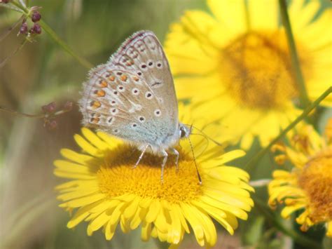 Common Blue Lorton Meadows Weymouth Dorset Butterflies