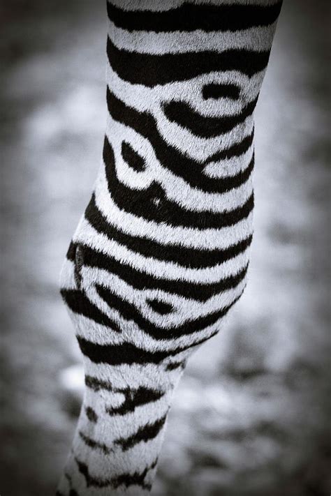 Zebra Leg Photograph By Jan Van Der Westhuizen Pixels