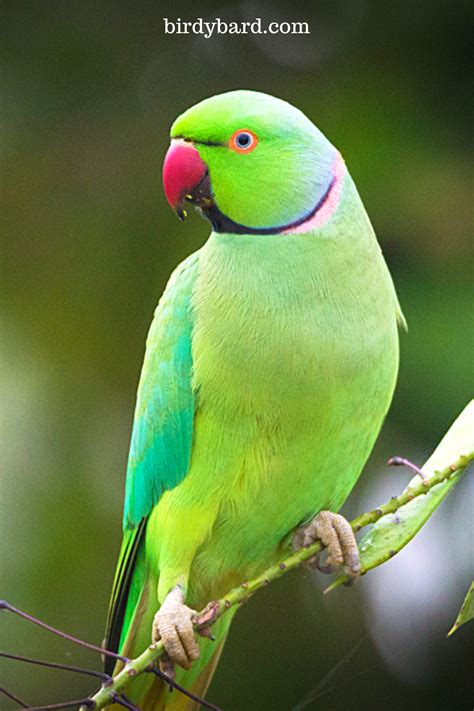 How To Pet Birds Parrot Pet Birds Parrots Parrot Pet Pet Birds