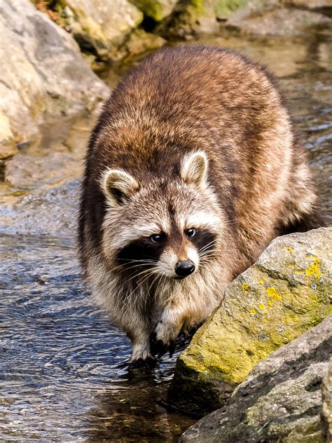 While raccoons are primarily nocturnal (active only during the night), they commonly have things to do during the day. Royalty-Free photo: Brown raccoon walking on body of water ...