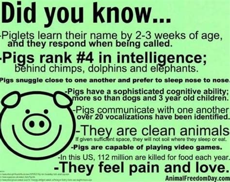 Pig Intelligence Pig Facts Pot Belly Pigs Teacup Pigs