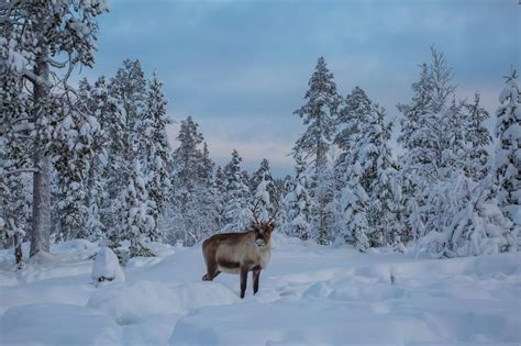 8 Awesome Things To Do In Winter In Finland