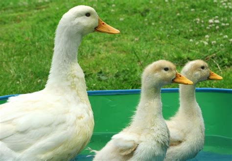 The Best Duck Breeds To Keep In Your Garden Pets4homes