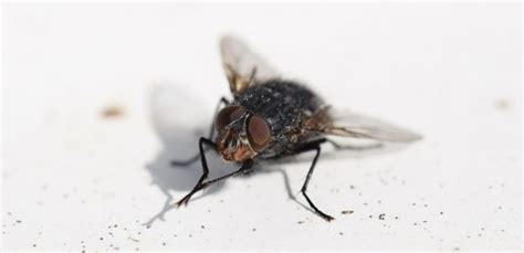 Rüyada Küçük Sinek Görmek - Rüya Meali