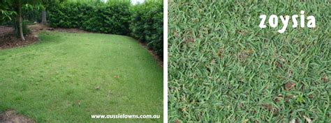 Zoysia did not become a favorite turf for golf courses by accident. Should I plant a Zoysia lawn?