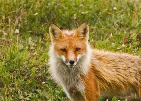 So, exactly what do foxes eat? What do foxes eat? | HubPages