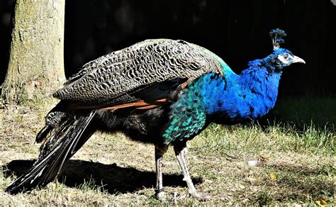 Such plans are more in the long term for vascular, ligament, bone and nervous tissue substitutes. der Pfau Foto & Bild | tiere, zoo, wildpark & falknerei ...
