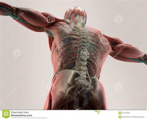 How many bones do an human has? Human Anatomy Detail Of Back,spine. Bone Structure, Muscle. On Plain Studio Background. Stock ...