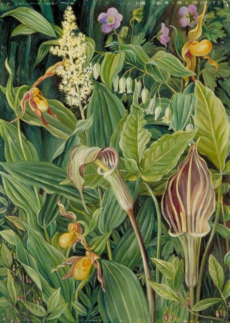 Untitled By Marianne North Botanical Painting Botanical Drawings