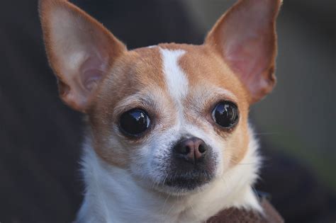 Apple Head Chihuahua