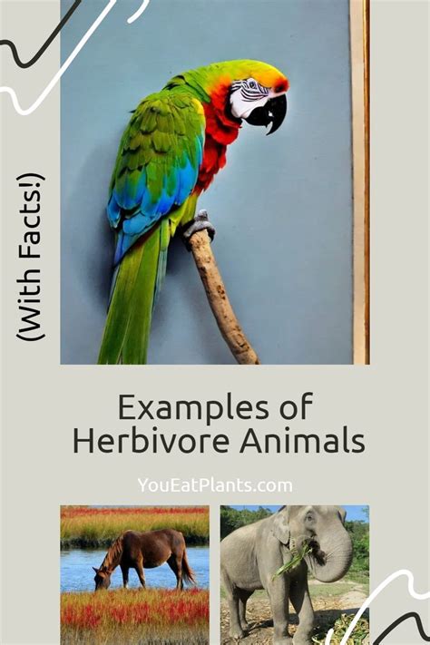 Examples Of Herbivore Animals With Facts In 2023 Examples Of