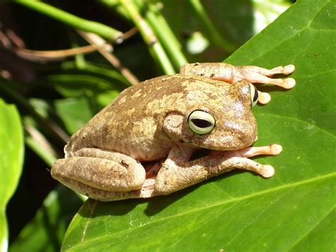Rana Platanera Tree Frogs Scientific Name Hyla Crepitan Flickr