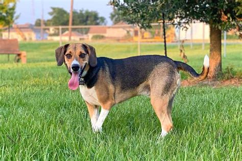 Treeing Walker Coonhound Beagle Mix Guide With Pictures