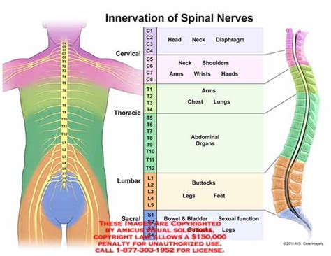 innervation – Anatomy Exhibits