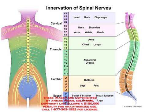 Amicus Illustration Of Amicusanatomyspinalnervesinnervationcervicalthoraciclumbarsacral